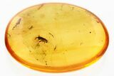Detailed Fossil False Flower Beetle (Scraptiidae) in Baltic Amber #352685-1